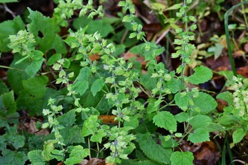 Salvia glabrescens (Japanese name Akigiri) flowers. Lamiaceae perennial. Purple or yellow lip-shaped flowers bloom in the inflorescence in autumn.