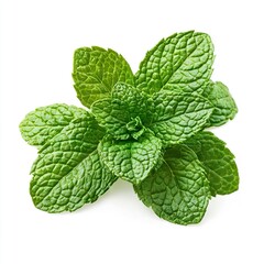Photo of mint Isolated on white background,