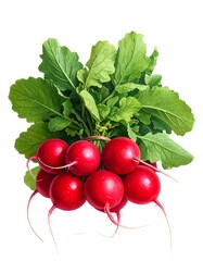 A close-up of a vibrant bunch of fresh red radishes with green leaves