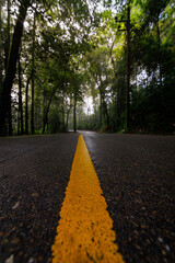 Misty Forest Road With Bright Yellow Centerline Receding Into Dense Green Woods