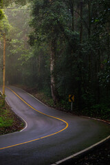 A winding, rain-washed road snakes through a lush, misty forest. Tall trees, dark shadows, and a roadside sign guide the quiet drive, capturing moody, natural scenery and tranquil solitude.