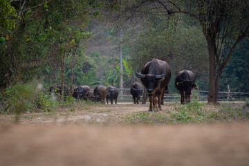 A herd of water buffalo walks along a dirt road framed by trees in a tranquil forest setting. The scene conveys natural wildlife, family group dynamics, and rustic countryside charm.
