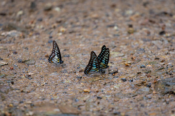 A small cluster of butterflies rests on a gritty gravel path, highlighted by a vivid yellow butterfly among black-and-white wings. A natural macro scene showcasing insect life 