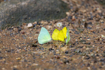 A small cluster of butterflies rests on a gritty gravel path, highlighted by a vivid yellow butterfly among black-and-white wings. A natural macro scene showcasing insect life 