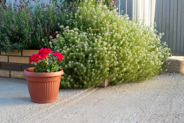 red geranium in a brown planter against a background of small-flowering plants in summer