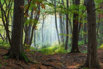 Naklejka premium Lush forest landscape with tall trees, rich greenery, and gentle sunlight. Peaceful woodland scene representing nature’s calm, freshness, and the vibrant beauty of the great outdoors.