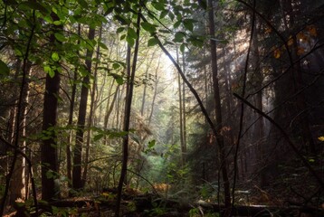 Naklejka premium Beautiful green forest filled with tall trees and soft sunlight. Serene nature landscape symbolizing peace, freshness, and the pure beauty of wilderness and natural environments.