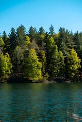 Lush Forest Canopy Reflecting on Still Lake Water in a Sunny Spring Scene with Vibrant Greenery