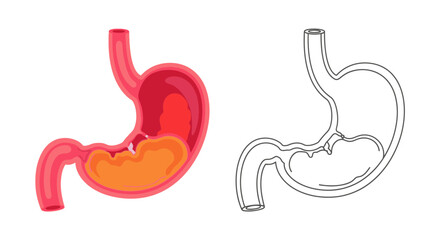 Obraz premium Detailed anatomical illustration of the human stomach with color and outline views