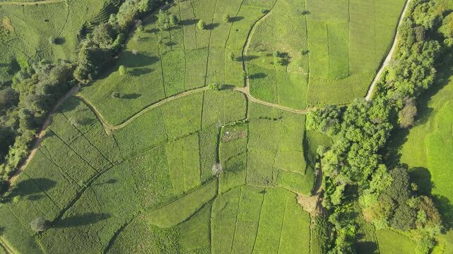 Footage of tea fields and tea terraces on steep and sloping slopes.