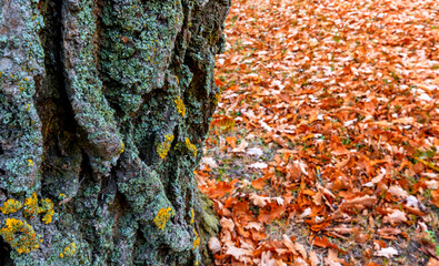 Close-up with bark of old oak tree trunk, image depicts late autumnal nature in public park, selective focus on structure of bark 