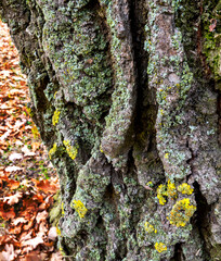 Close-up with bark of old oak tree trunk, image depicts late autumnal nature in public park, selective focus on structure of bark 