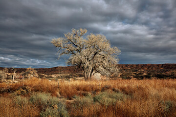 Fototapeta premium Lone Cottonwood Tree in Desert Landscape Under Stormy Sky