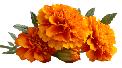 fresh marigold flower or tagetes erecta isolated on white background. space for text.
