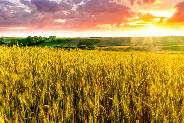 green spring or summer season field with golden wheat and beautiful sky background. Landscape of rustic farm with agricultural farmland view to sunset scene.