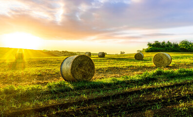scenic evening landscape of green and yellow rural farm field with wheaten crop and hay stacks and beautiful plantations with cloudy sunset sky on background