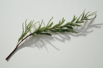 A single spruce branch elegantly arranged on a clean background, soft natural lighting, minimalistic composition, creating a serene and inviting mood