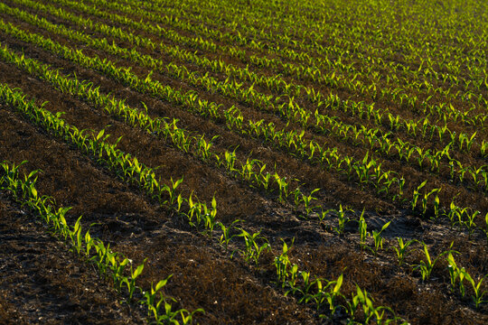 Corn sprouting in soil. Young plants in field. Farming corn in spring. Green sprouts on farm. Rural cornfield at growth. Crops planted in ground. Fresh corn on farmland. Corn in open field.