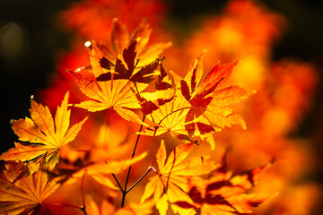 Golden leaves in a autumn forest. Autumn leaf. Autumnal mood. Autumnal mood. Autumn beauty. Maple leaves in sunlight. Autumn fall by golden nature. Fall nature colors. Golden fall background.