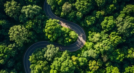 Aerial view of a winding path through a lush green forest