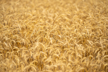 Fototapeta premium Wheat background with golden stalks and rural landscape. Close-up wheat background showing detailed grain texture. Wheat field background. Textured wheat and organic crops.
