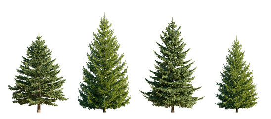 Picea Pungens Colorado Green Spruce isolated png on a transparent background premium nature cutout
