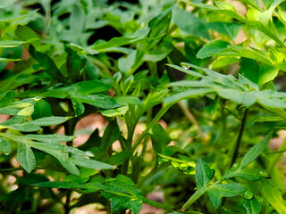 Lush green leaves glisten with delicate water droplets in soft, diffused natural light outdoor space