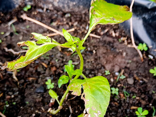 A small pepper plant grows in a container, leaves showing signs of distress in natural light.