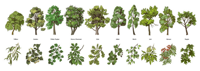 Set of trees with close up branches vector © Marina Gorskaya