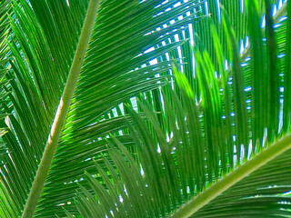 Vibrant green palm fronds sway gently, creating a lush, tropical texture against a bright sky.