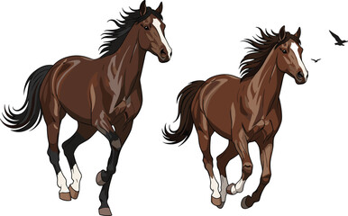 Naklejka premium Two brown horses running with birds in the sky galloping.eps