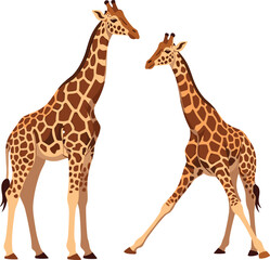 Obraz premium Two giraffes standing and looking at each other animal.