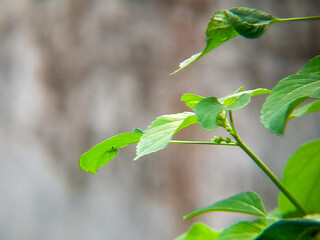 Bright green leaves against a muted background offer a fresh, vibrant, and peaceful moment.