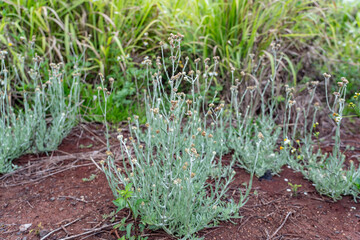 Pseudognaphalium luteoalbum, synonyms including Helichrysum luteoalbum, is a species of flowering plant in the family Asteraceae.  Plantation Road, Wahiawa, Honolulu, Oahu, Hawaii.