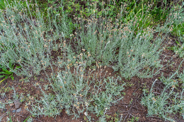 Pseudognaphalium luteoalbum, synonyms including Helichrysum luteoalbum, is a species of flowering...
