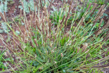 Plantago lanceolata is a species of flowering plant in the plantain family Plantaginaceae.  ribwort plantain, narrowleaf plantain, English plantain, ribleaf. Plantation Road, Wahiawa, Honolulu, Oahu