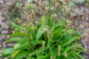 Plantago lanceolata is a species of flowering plant in the plantain family Plantaginaceae.  ribwort plantain, narrowleaf plantain, English plantain, ribleaf. Plantation Road, Wahiawa, Honolulu, Oahu © youli zhao