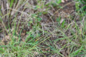 Eragrostis tenuifolia, Eragrostis is a large and widespread genus of plants in the grass family. Plantation Road, Wahiawa, Honolulu, Oahu, Hawaii.