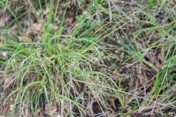 Eragrostis tenuifolia, Eragrostis is a large and widespread genus of plants in the grass family. Plantation Road, Wahiawa, Honolulu, Oahu, Hawaii.