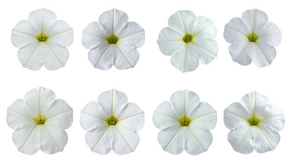 Eight white petunias, five petals, yellow center, dark back