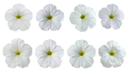 Eight white petunias, five petals, yellow center, dark back