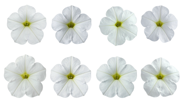 Eight white petunias, five petals, yellow center, dark back