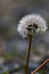 Close-up of a dandelion in nature with delicate seeds and fine details visible. The macro shot captures the fragile beauty and intricate texture of this wildflower in soft natural light.