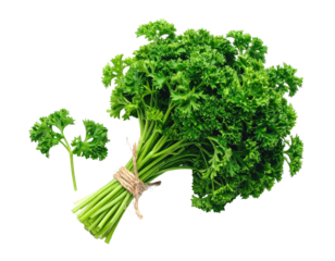 Fresh curly parsley bunch tied, plus a sprig