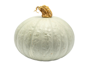 Pale pumpkin with a textured stem, against black