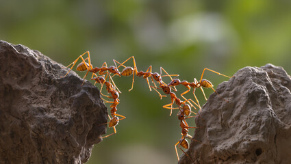 A group of red ants forms a living bridge between two rocks, their tiny bodies linked in perfect teamwork against a soft green natural background.
