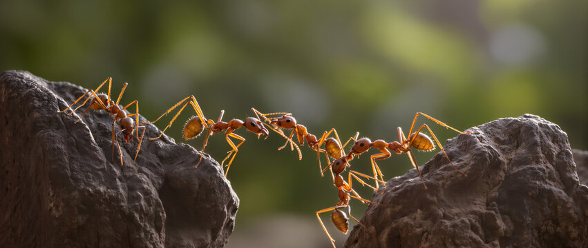 A group of red ants forms a living bridge between two rocks, their tiny bodies linked in perfect teamwork against a soft green natural background.