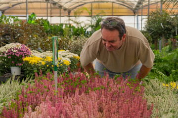 Mature man happily choosing flowering heather plants in a plant nursery greenhouse. Buying flora for his garden