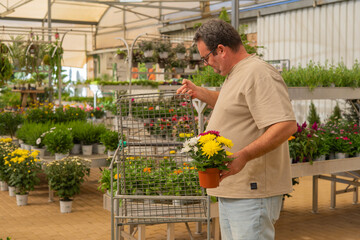 Man shopping for colorful potted chrysanthemums at a garden center, choosing plants for his home garden or outdoor space