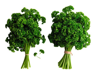 Two bunches of fresh curly parsley, tied